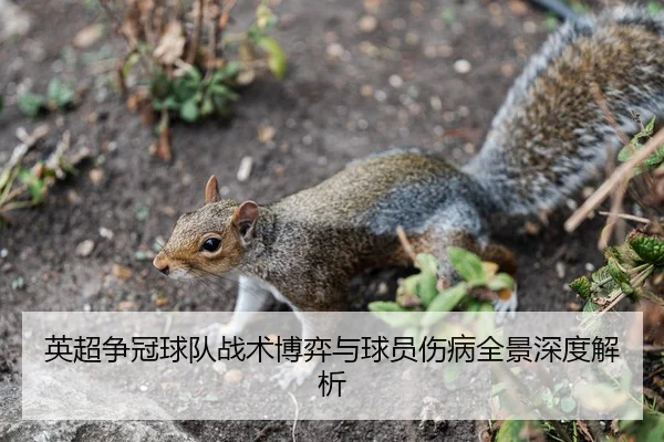英超争冠球队战术博弈与球员伤病全景深度解析